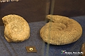 VBS_9042 - Museo Paleontologico - Asti